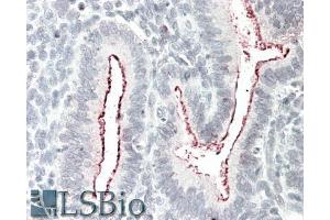 ABIN1590037 (5µg/ml) staining of paraffin embedded Human Uterus. (BCAR1 抗体  (Internal Region))