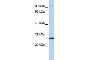 PSMB4 antibody used at 1 ug/ml to detect target protein. (PSMB4 抗体)