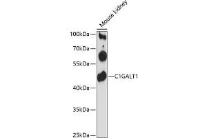 Western blot analysis of extracts of mouse kidney, using C1G antibody (ABIN6130827, ABIN6137746, ABIN6137747 and ABIN6216649) at 1:3000 dilution. (C1GALT1 抗体  (AA 194-363))