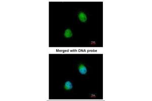 Immunofluorescence (IF) image for anti-Zinc Finger CCCH-Type Containing 8 (ZC3H8) antibody (ABIN2856471)