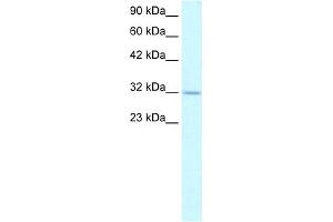 WB Suggested Anti-APEX1 Antibody Titration:  1. (APEX1 抗体  (N-Term))