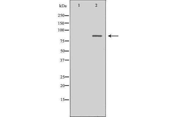 MAD1L1 抗体  (N-Term)