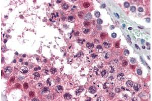 Human Testis (formalin-fixed, paraffin-embedded) stained with MAT2A antibody ABIN364446 at 10 ug/ml followed by biotinylated anti-mouse IgG secondary antibody ABIN481714, alkaline phosphatase-streptavidin and chromogen. (MAT2A 抗体  (AA 1-395))