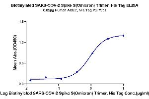 Immobilized Human ACE2, hFc Tag at 0.