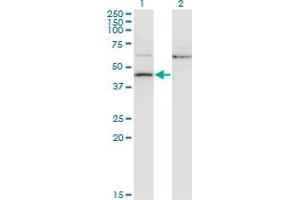 Western Blot analysis of AIFM2 expression in transfected 293T cell line by AMID monoclonal antibody (M13A), clone 2C6. (AIFM2 抗体  (AA 1-339))