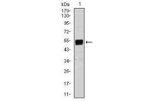Image no. 1 for anti-BPI Fold Containing Family B, Member 1 (BPIFB1) antibody (ABIN1491265) (BPIFB1 抗体)