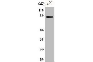 Western Blot analysis of 293 cells using BACH1 Polyclonal Antibody