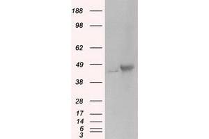 Image no. 1 for anti-Protein Kinase, CAMP-Dependent, Regulatory, Type II, alpha (PRKAR2A) antibody (ABIN1500257) (PRKAR2A 抗体)