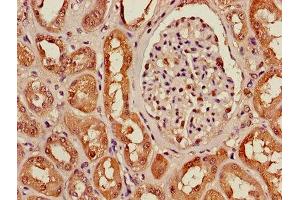 Immunohistochemistry (IHC) image for anti-Glyceraldehyde-3-Phosphate Dehydrogenase (GAPDH) (AA 3-335) antibody (ABIN7154138)
