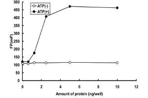 Image no. 1 for Protein Kinase, CGMP-Dependent, Type II (PRKG2) (AA 1-762) (Active) protein (GST tag) (ABIN5569728)