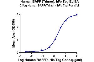 Immobilized Human BAFF (Trimer) , hFc Tag at 5 μg/mL (100 μL/Well) on the plate. (BAFF Protein (AA 141-285, Trimer) (hFc-DYKDDDDK Tag))