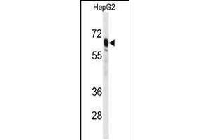 Western blot analysis of anti-PCK2 Antibody in HepG2 cell line lysates (35ug/lane) (PEPCK 抗体  (N-Term))