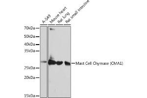 Western blot analysis of extracts of various cell lines, using Mast Cell Chymase (CM) (CM) Rabbit mAb (1480) at 1:1000 dilution. (CMA1 抗体)