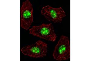 Fluorescent image of A549 cell stained with N Antibody (N-term) (ABIN389342 and ABIN2839451)/SH090227B. (NPM1 抗体  (N-Term))
