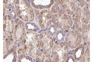 ABIN6272895 at 1/100 staining Mouse kidney tissue by IHC-P. (PYCR1 抗体  (Internal Region))