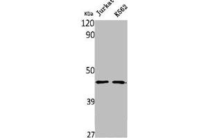 Western Blot analysis of Jurkat K562 cells using NPRL2 Polyclonal Antibody