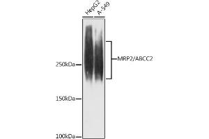 Western blot analysis of extracts of various cell lines, using MRP2/ antibody (ABIN7265737) at 1:1000 dilution. (ABCC2 抗体)