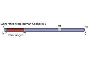 Image no. 3 for anti-Cadherin 5 (CDH5) (AA 26-194) antibody (ABIN967858) (Cadherin 5 抗体  (AA 26-194))