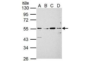 WB Image Siglec 7 antibody detects Siglec 7 protein by Western blot analysis. (SIGLEC7 抗体)