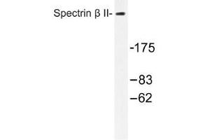 Image no. 1 for anti-Spectrin Beta, Non-Erythrocytic 1 (SPTBN1) antibody (ABIN317939) (SPTBN1 抗体)