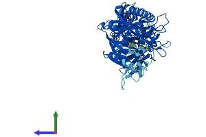 AlphaFold protein structure predicition of Human Recombinant PADI2 Protein, UniprotID Q9Y2J8