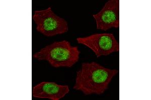 Fluorescent image of A549 cell stained with LMO4 Antibody . (LMO4 抗体  (AA 104-131))