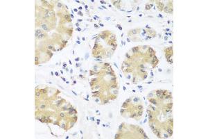Immunohistochemistry of paraffin-embedded human stomach using TRH antibody (ABIN5974664) at dilution of 1/100 (40x lens). (TRH 抗体)