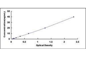 CD163 (CD163) ELISA Kit