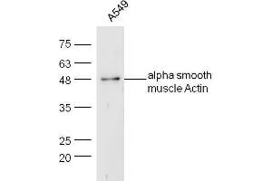 Human A549 lysates probed with Rabbit Anti-Actin Polyclonal Antibody, Unconjugated  at 1:5000 for 90 min at 37˚C. (Actin 抗体  (AA 165-260))