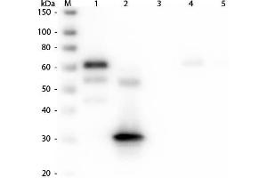Western Blot of Anti-Chicken IgG F(c) (RABBIT) Antibody . (兔 anti-小鸡 IgG (Fc Region) Antibody (Biotin) - Preadsorbed)