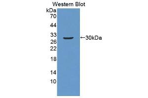Western blot analysis of recombinant Human ATF1. (AFT1 抗体  (AA 3-213))