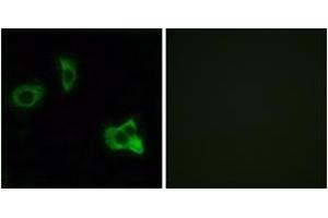 Immunofluorescence analysis of MCF7 cells, using OR8D1 Antibody. (OR8D1 抗体  (AA 234-283))