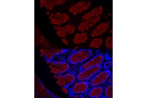 Immunofluorescence analysis of rat rectum cells using MUC2 Rabbit pAb (ABIN7268690) at dilution of 1:50 (40x lens).
