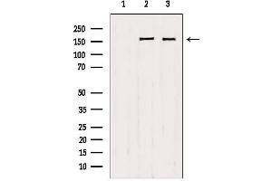 Western blot analysis of extracts from various samples, using Liprin alpha 1 antibody. (PPFIA1 抗体  (C-Term))