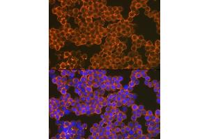 Immunofluorescence analysis of Raw264 7 cells using CD82 Rabbit mAb (ABIN7266222) at dilution of 1:100 (40x lens). (CD82 抗体)