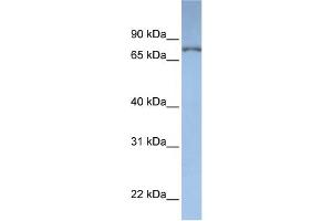 WB Suggested Anti-DPP3  Antibody Titration: 0. (DPP3 抗体  (N-Term))