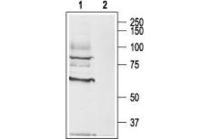 Cholinergic Receptor, Muscarinic 3 (CHRM3) peptide