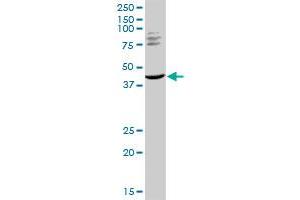 Western Blotting (WB) image for anti-Tripartite Motif Containing 63 (TRIM63) (AA 1-353) antibody (ABIN529746)