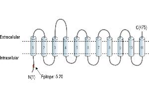 Representative domain view of the target of ABIN7885483.