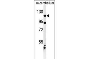 Western blot analysis of KIF6 Antibody (N-term) (ABIN653516 and ABIN2842919) in mouse cerebellum tissue lysates (35 μg/lane). (KIF6 抗体  (N-Term))