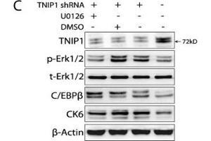 Western Blotting (WB) image for anti-CCAAT/enhancer Binding Protein (C/EBP), beta (CEBPB) (N-Term) antibody (ABIN2854833)