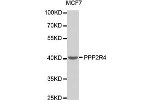 Western Blotting (WB) image for anti-Protein Phosphatase 2A Activator, Regulatory Subunit 4 (PPP2R4) antibody (ABIN1874229) (PPP2R4 抗体)