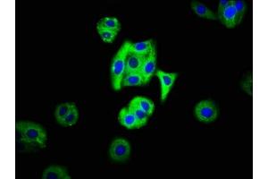 Immunofluorescence staining of HepG2 cells with ABIN7159209 at 1:66, counter-stained with DAPI. (MC3R 抗体  (AA 38-74))