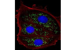 Immunofluorescent analysis of 4 % paraformaldehyde-fixed, 0. (TFF1 抗体  (AA 11-40))