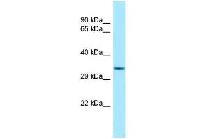 Host: Rabbit Target Name: Tcea1 Antibody Dilution: 1. (TCEA1 抗体  (C-Term))