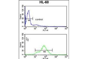 Flow cytometry analysis of HL-60 cells (bottom histogram) compared to a negative control cell (top histogram). (TSPAN1 抗体  (AA 140-167))