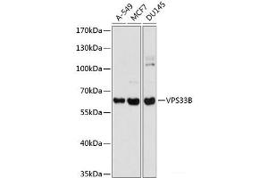Western blot analysis of extracts of various cell lines using VPS33B Polyclonal Antibody at dilution of 1:1000. (VPS33B 抗体)