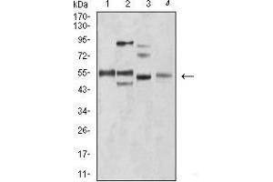 Western blot analysis using BIN1 mouse mAb against C2C12 (1), A431 (2), HEK293 (3), and MCF-7 (4) cell lysate. (BIN1 抗体  (AA 189-398))