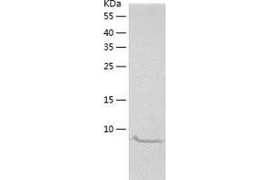 Western Blotting (WB) image for Prokineticin 2 (PROK2) (AA 27-128) protein (His tag) (ABIN7124582) (PROK2 Protein (AA 27-128) (His tag))