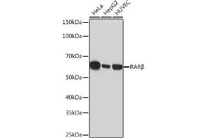 Western blot analysis of extracts of various cell lines, using RARβ Rabbit mAb (ABIN7269947) at 1:1000 dilution.